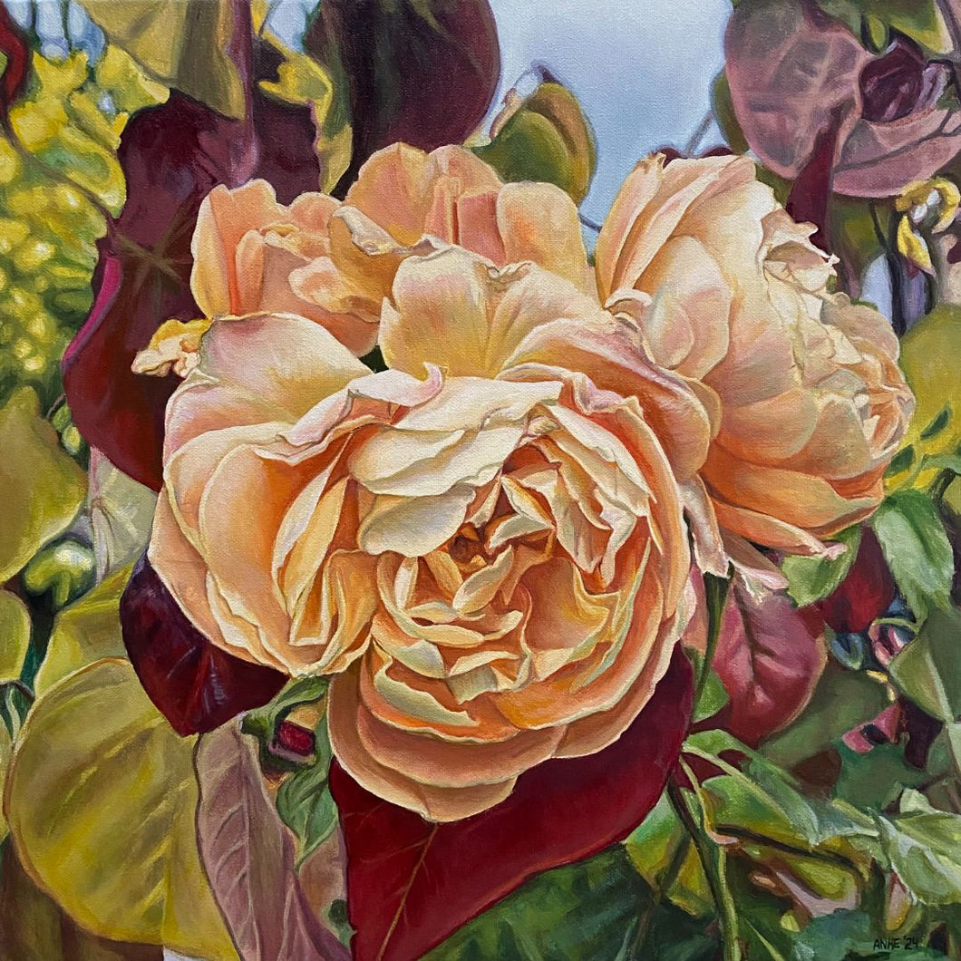 Anke Duffy - Diamond Valley Roses