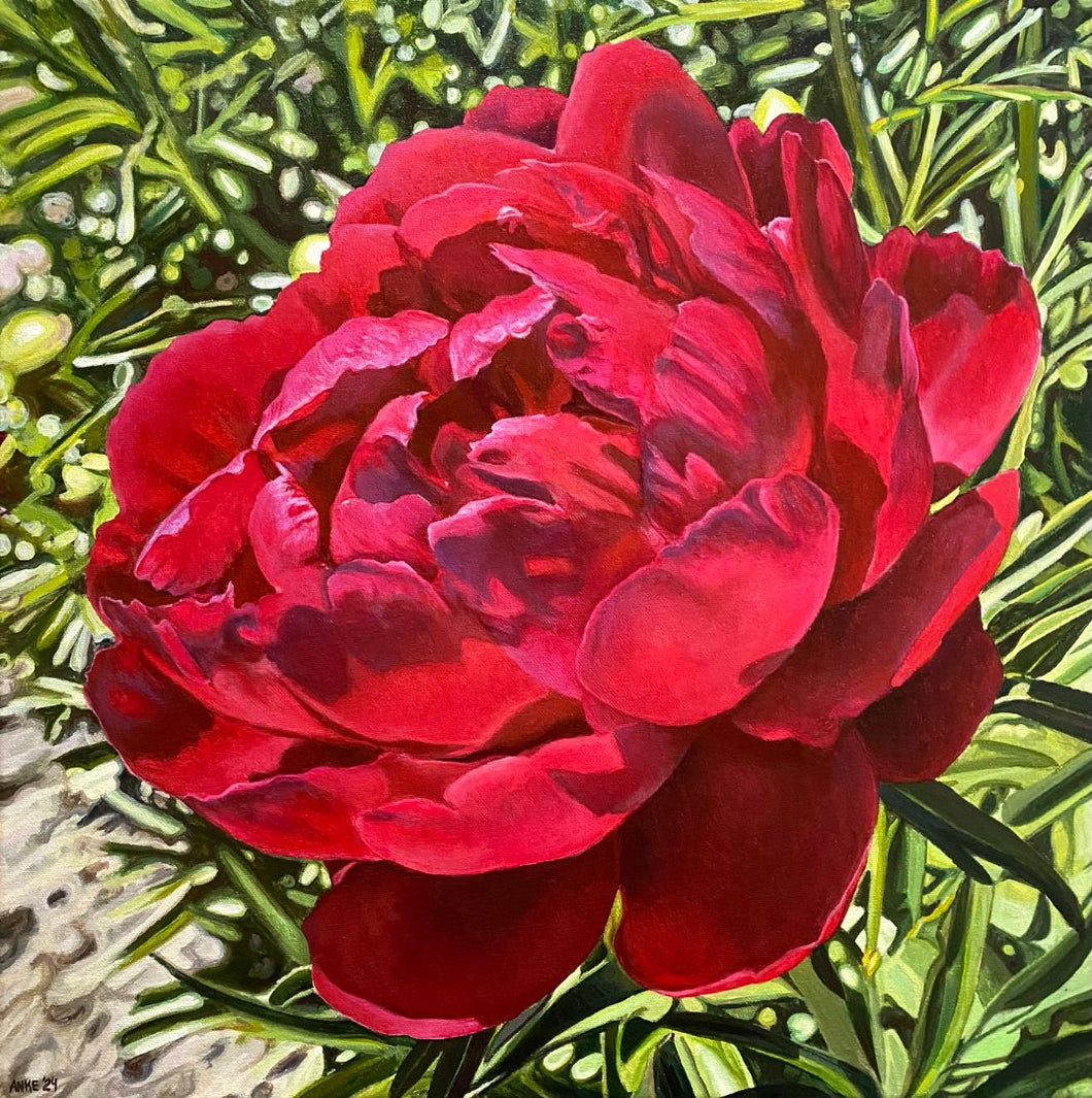 Anke Duffy - Husker Scarlet Peony