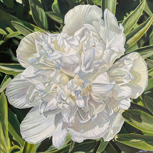 Anke Duffy - Alba Plena Peony
