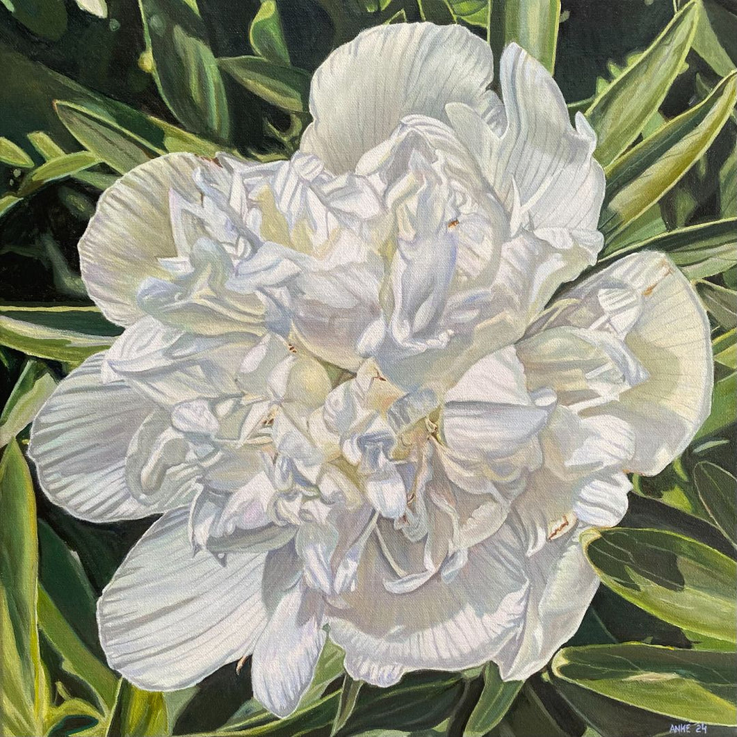 Anke Duffy - Alba Plena Peony