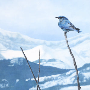 Angela Lorenzen - Mountain Bluebird