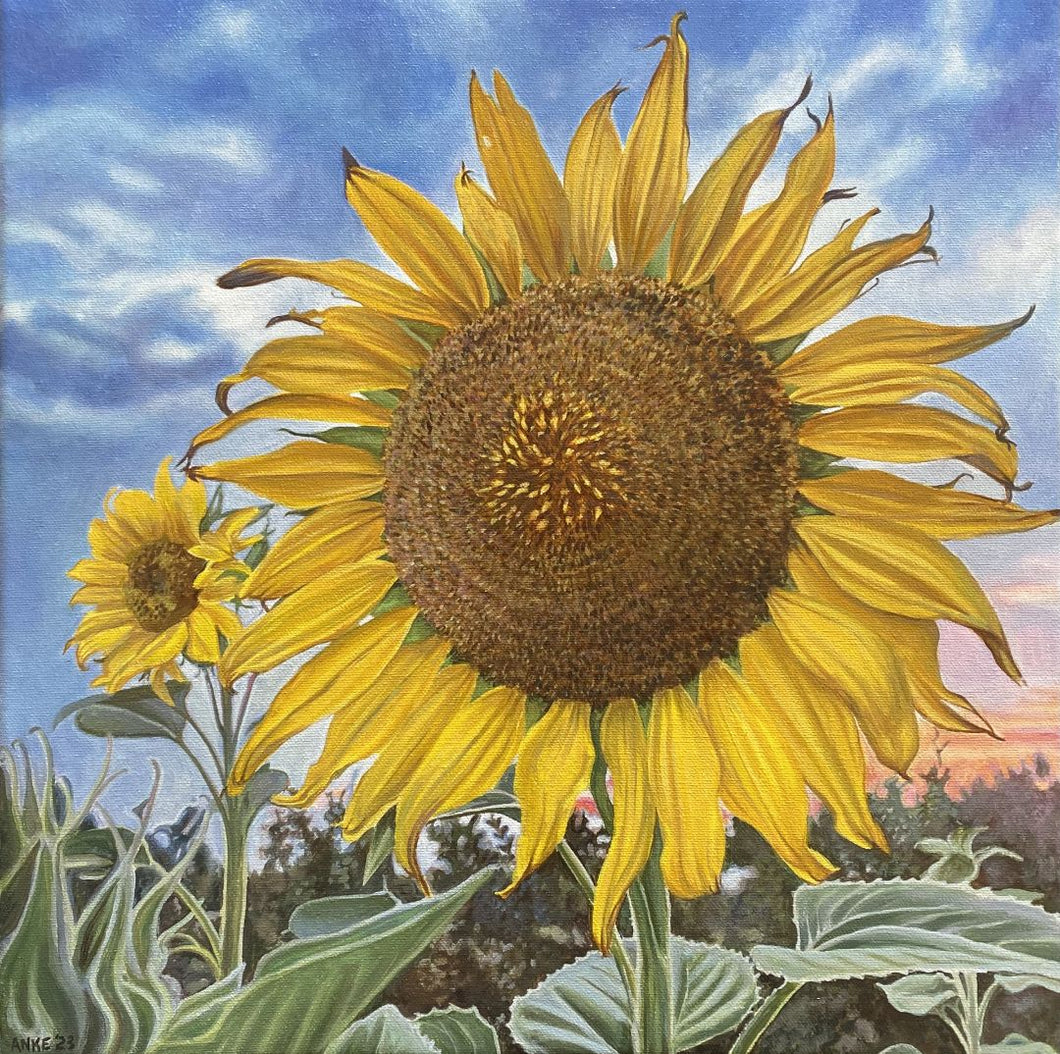 Anke Duffy - Sunflowers At Sunset