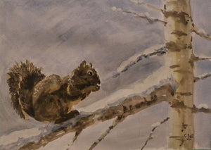 Colin Bell - 1425 Snowy Squirrel