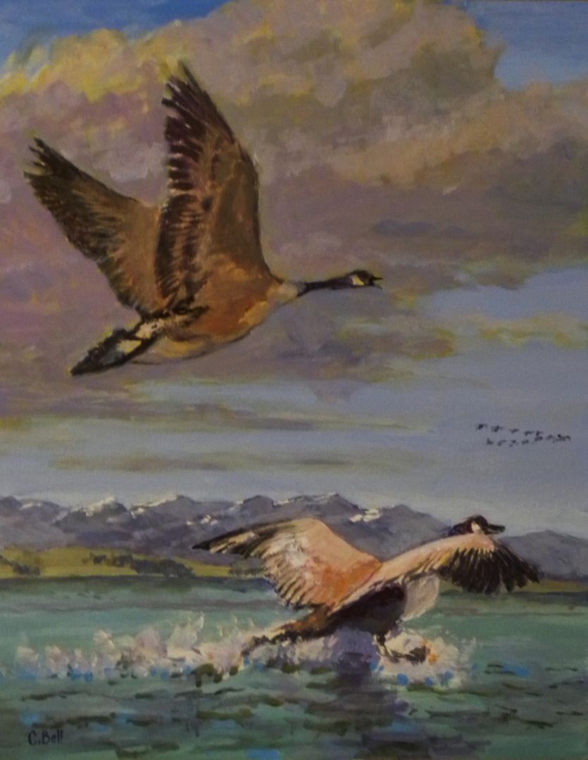 Colin Bell - 1439 Flying from the Lake