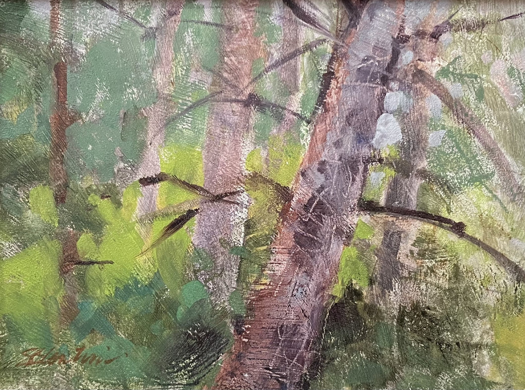 Sue Contini - Cedar Woods Sketch