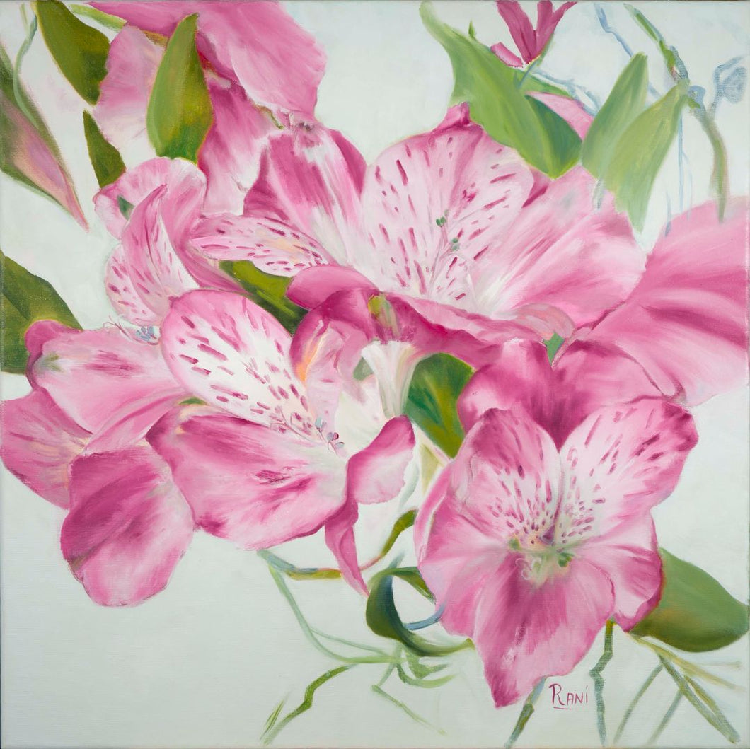 Rani Crawford - Pink Alstroemeria