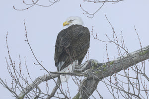 Angela Lorenzen - Bald Eagle