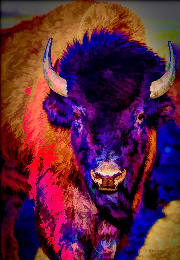 Susan MacLennan - Bison Red Flame