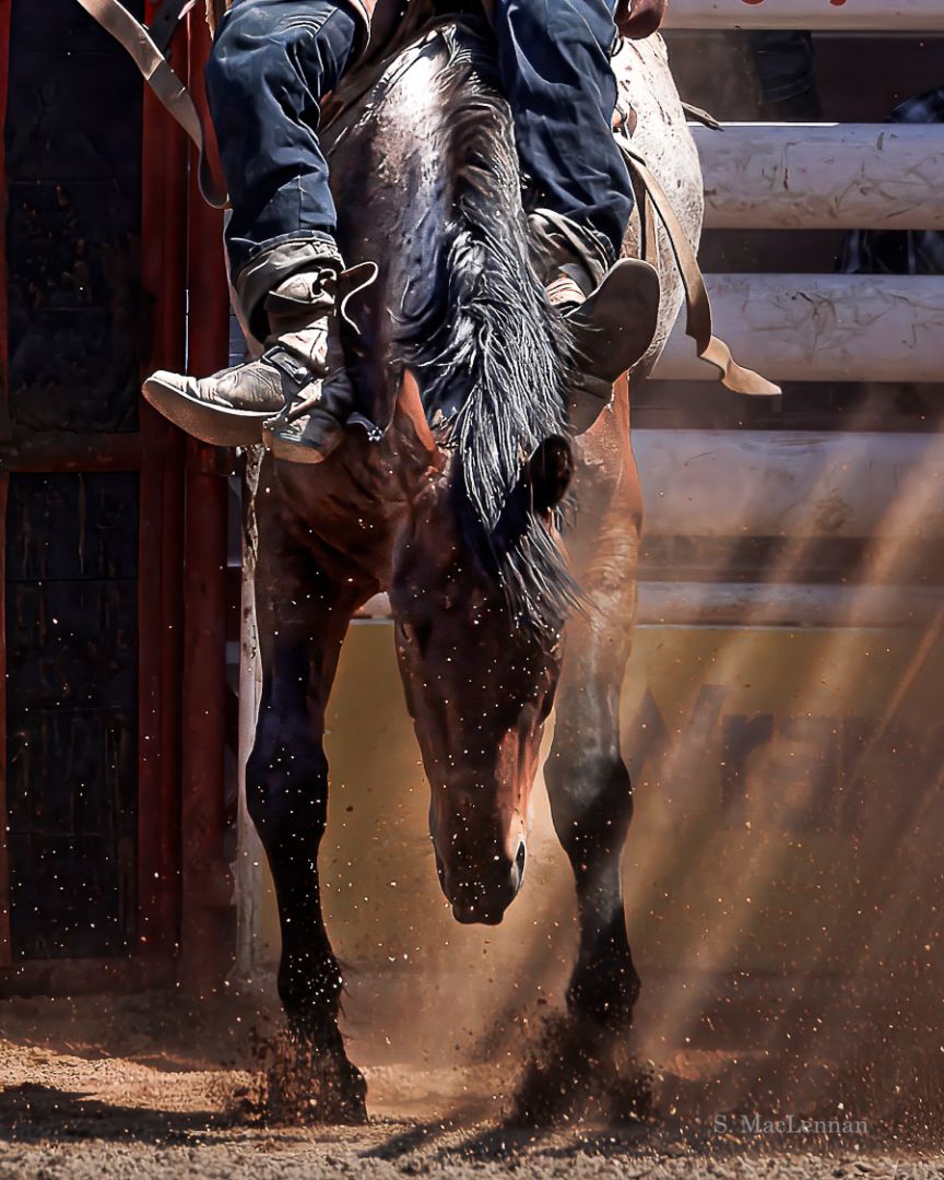 Susan MacLennan - Open Gate