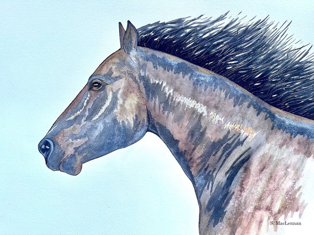 Susan MacLennan - Wild Horse #1