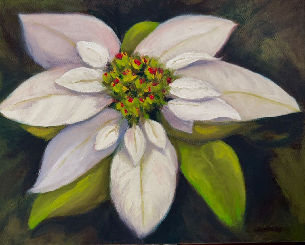 Amber Summers - Pure Poinsettia