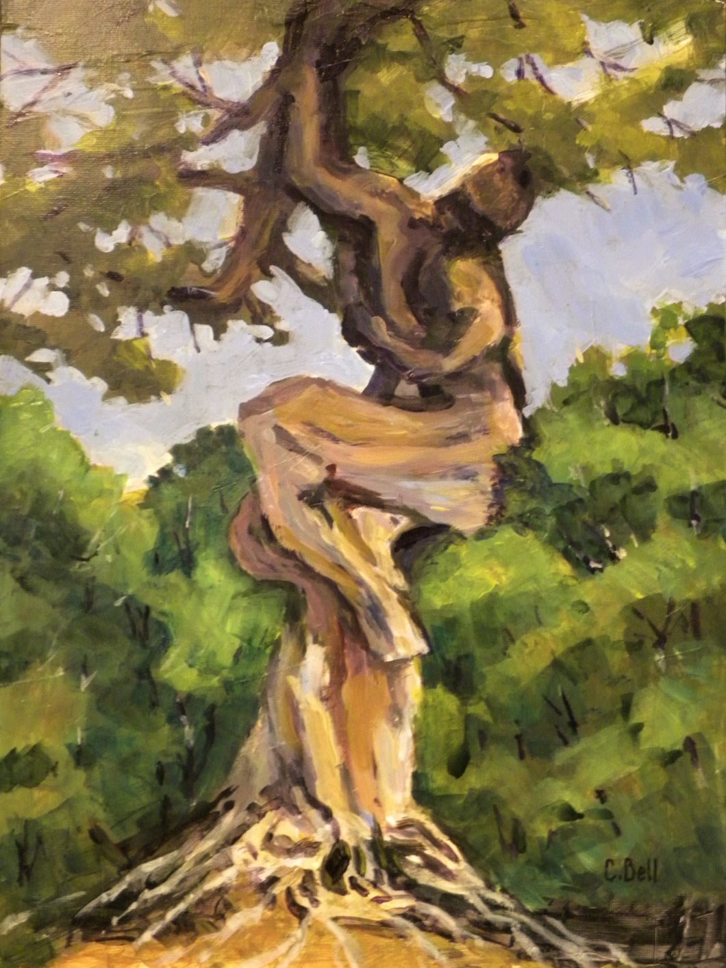 Colin Bell - Tree Dancer